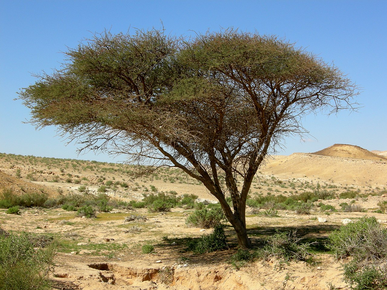 Растение Песчаная Акация