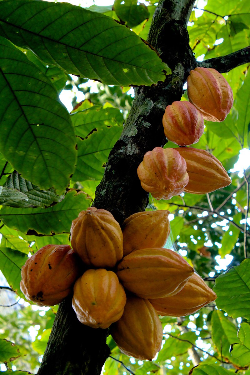 Какао как растет в природе. Какао (Theobroma Cacao). Шоколадное дерево (Theobroma Cacao). Шоколадное дерево теоброма какао. Плоды какао дерева.