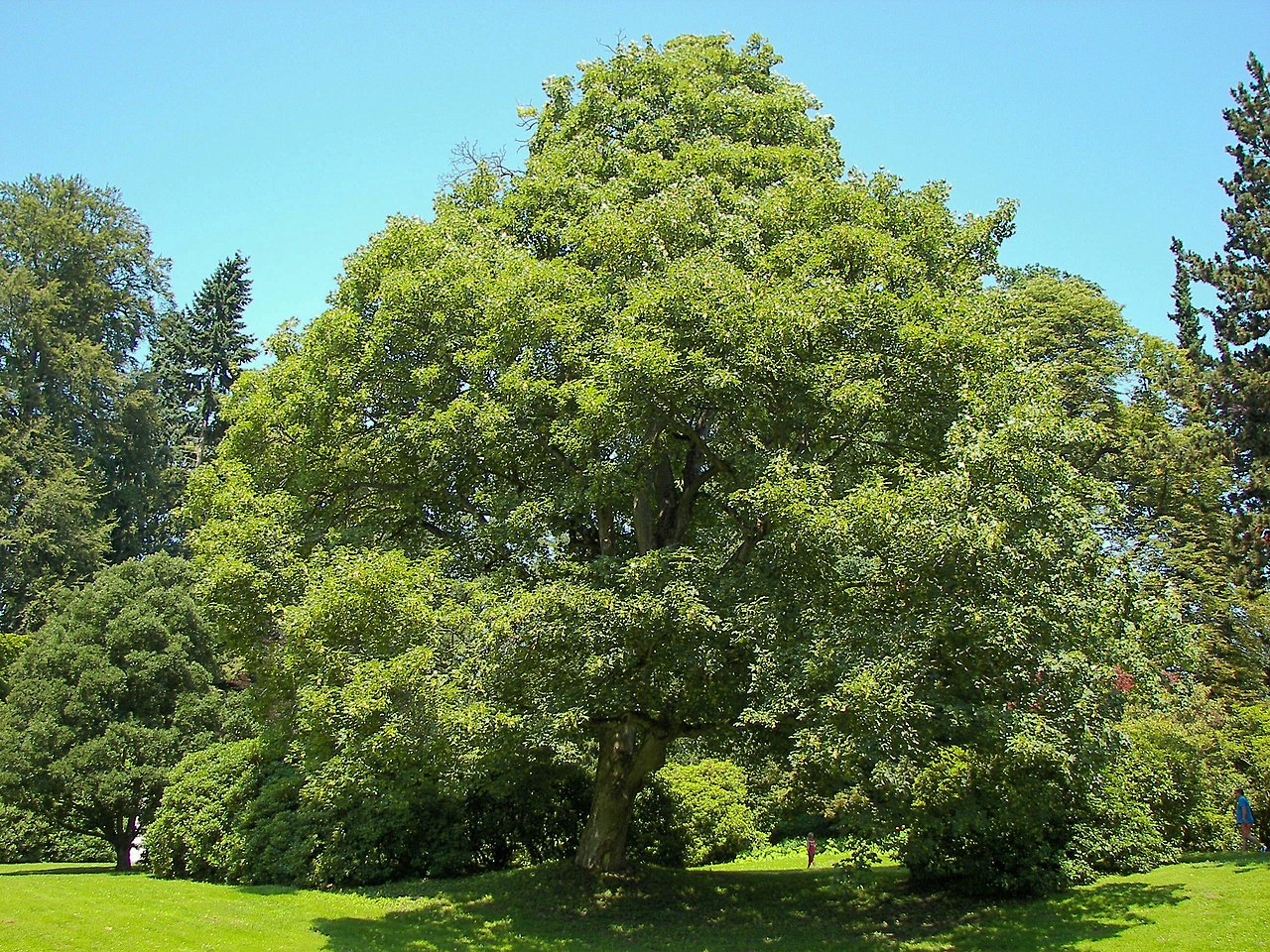 Густо растущие деревья. Клен Ложноплатановый. Acer pseudoplatanus дерево. Клен Явор. Клен белый Явор.