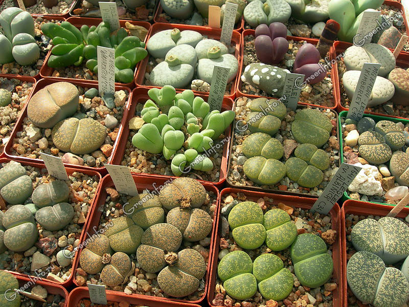 Литопсы (53 фото): виды и размножение «живых камней», уход за цветами в ...