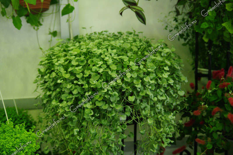 Дихондра (25 фото): ампельная и ползучая, посадка и уход за цветком при ...