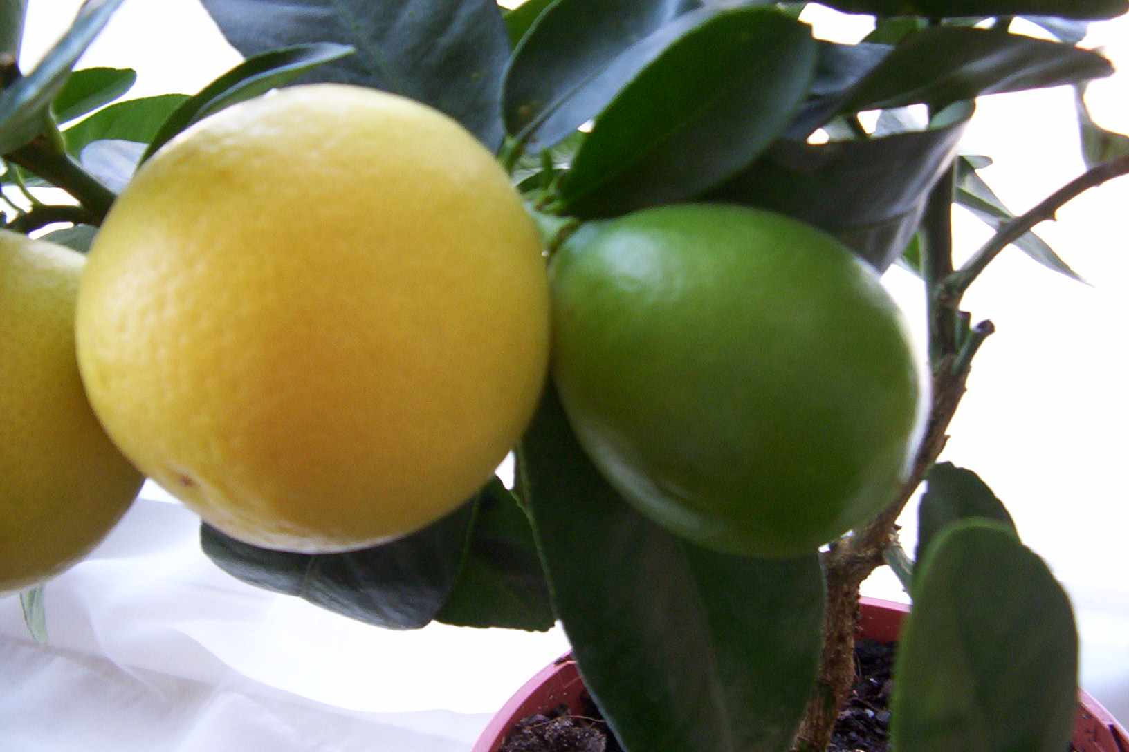 Цветок лимонелла фото и описание