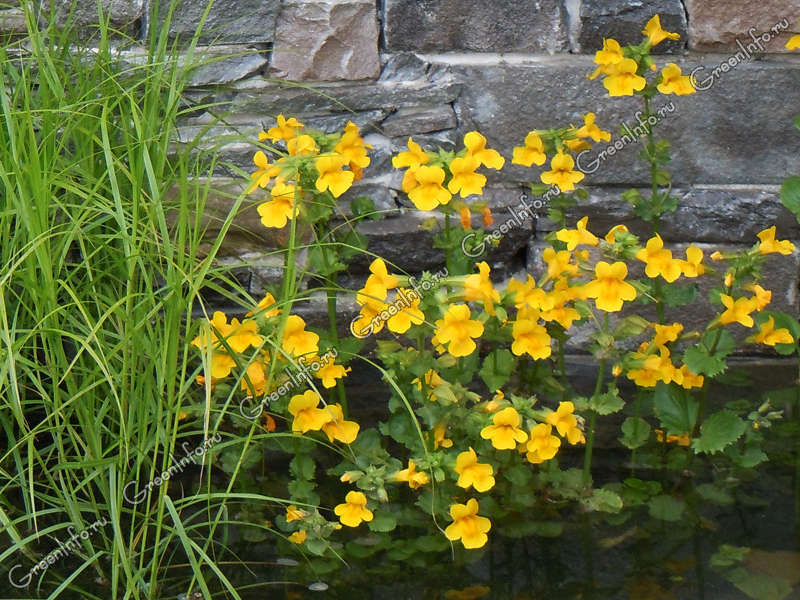 Mimulus puniceus