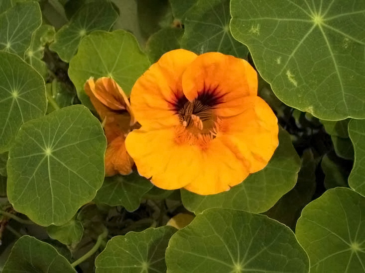 Цветок с круглыми листьями фото и название садовый