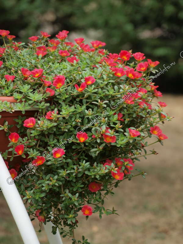 Портулак (19 фото): выращивание цветов из семян. Как сажать растение на ...