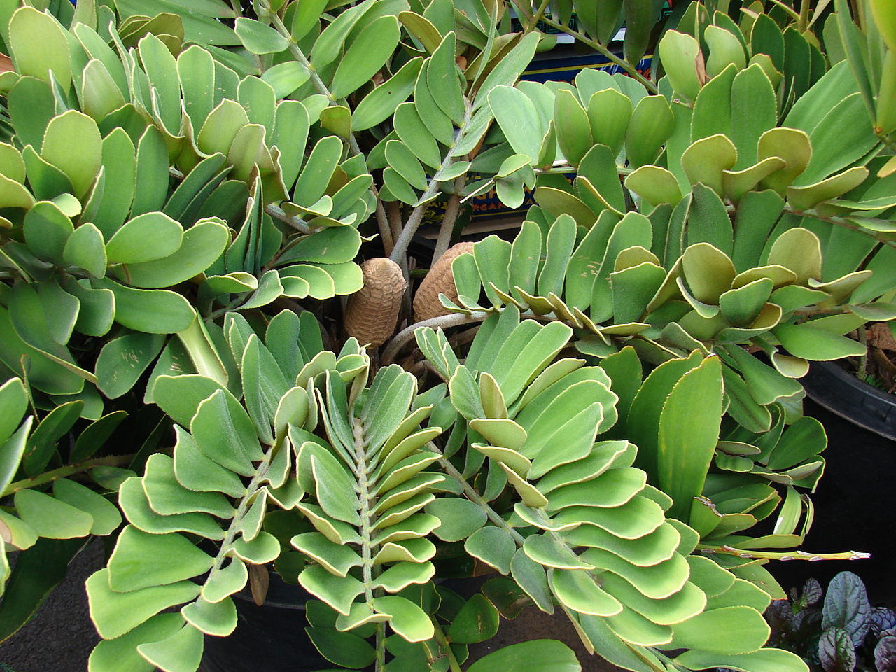 Zamia furfuracea