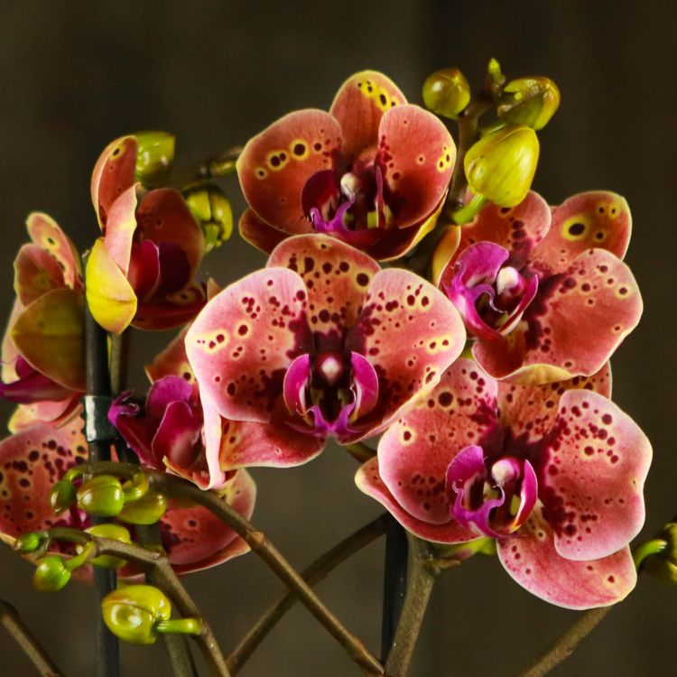 Wild peach. Орхидея дикий персик домашнее цветение. Фаленопсис дикий персик. Орхидея фаленопсис дикий персик. Фаленопсис wild peach.