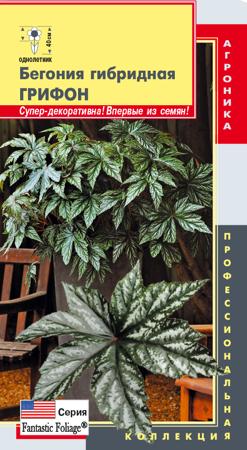 Бегония Грифон: описание сорта, характеристики, особенности посадки и ...