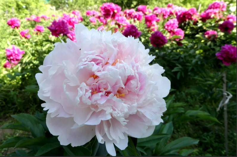 Пионы Кёнингин Вильгельмина: описание сорта, характеристики ...