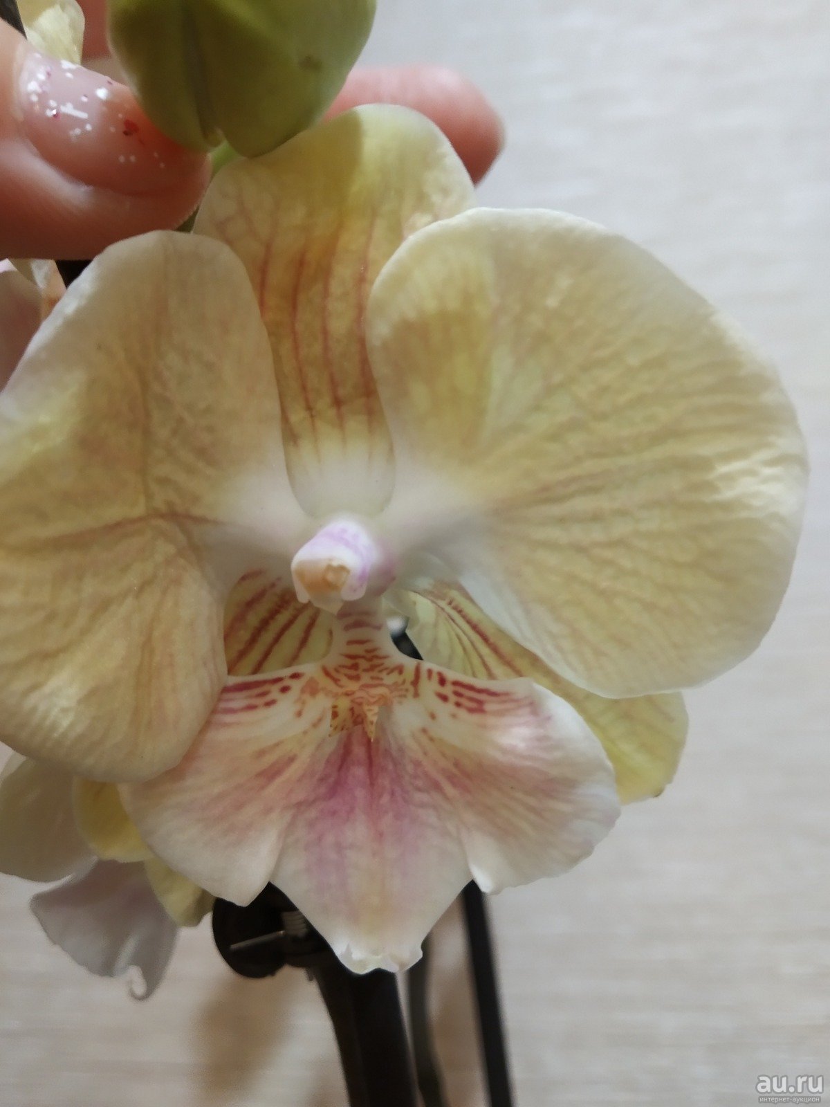 Phalaenopsis Queens Kizz - орхидеи