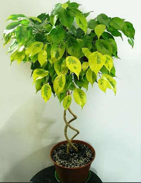 Фикус Регидан: описание сорта, характеристики, особенности посадки и ...