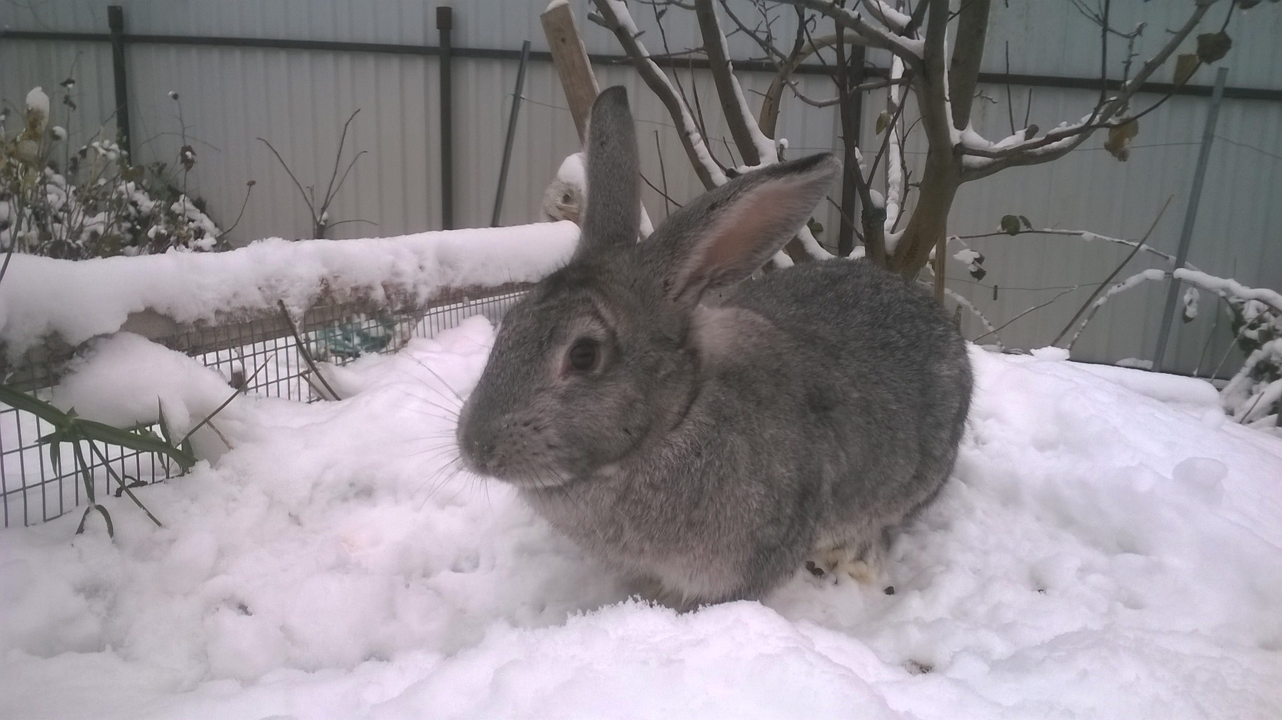 Кролик Советская шиншилла: описание и характеристики породы ...