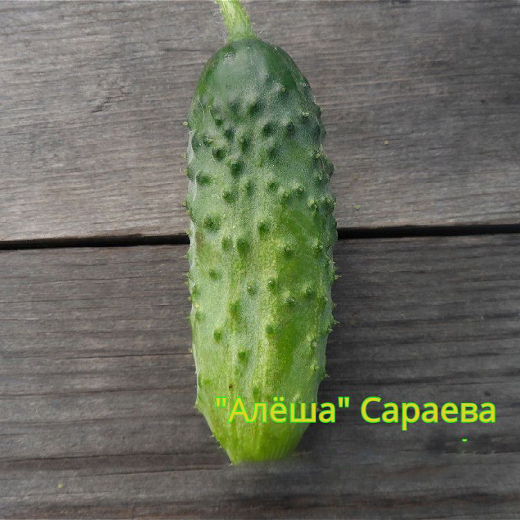 Огурец Алеша: описание и характеристики сорта, правила посадки и ...