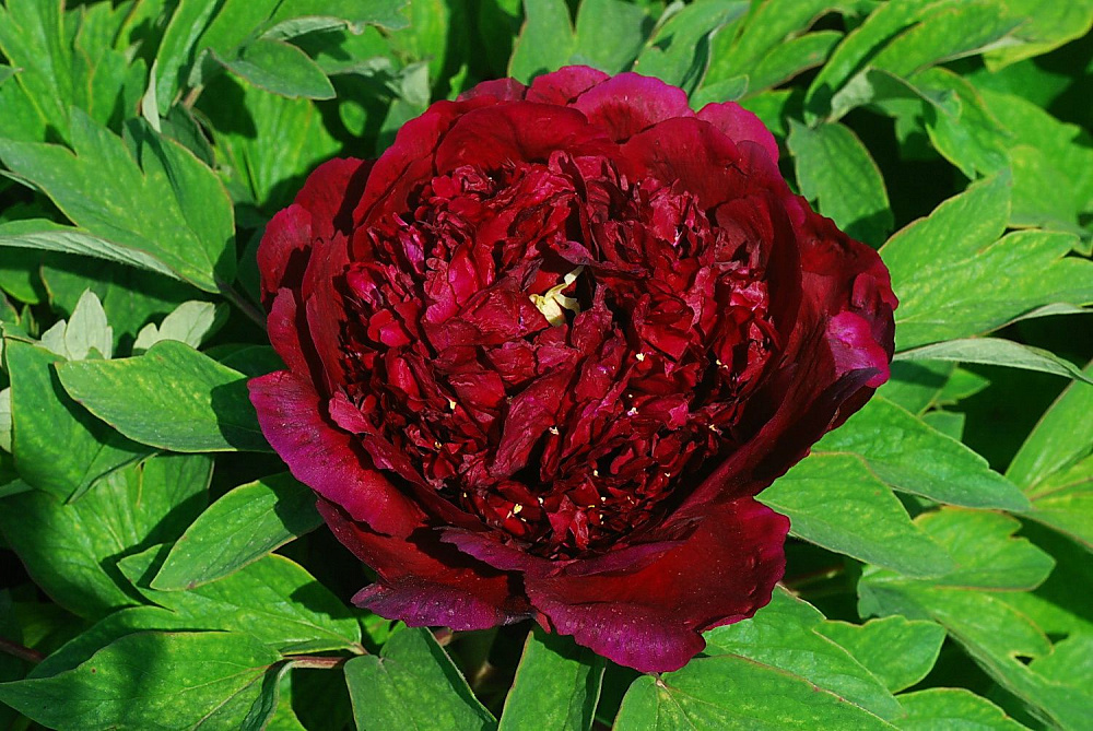 Пионы Эрли Блэк: описание сорта, характеристики, особенности посадки и ...