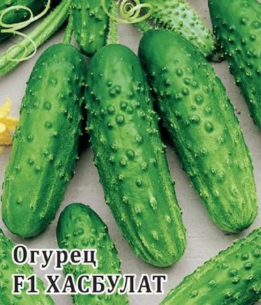 Огурец Хасбулат: описание и характеристики сорта, правила посадки и ...