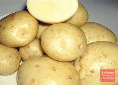 Картофель Лошицкий: описание и характеристики, особенности посадки и ...