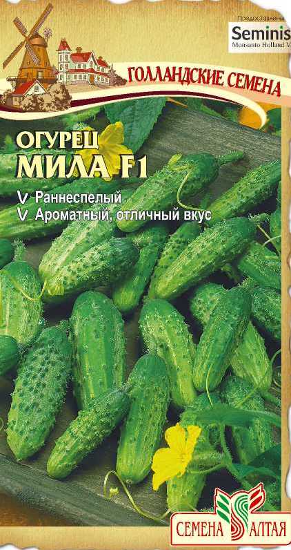 Огурец Мила: описание и характеристики сорта, правила посадки и ...