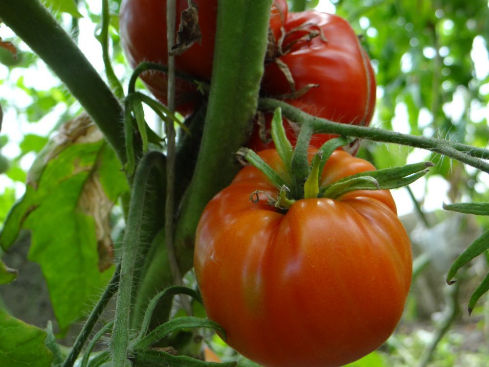 Томат Орловские рысаки: описание сорта помидоров, характеристики ...