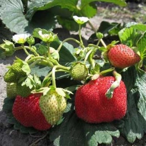 Клубника Референта: описание и характеристики сорта садовой земляники ...