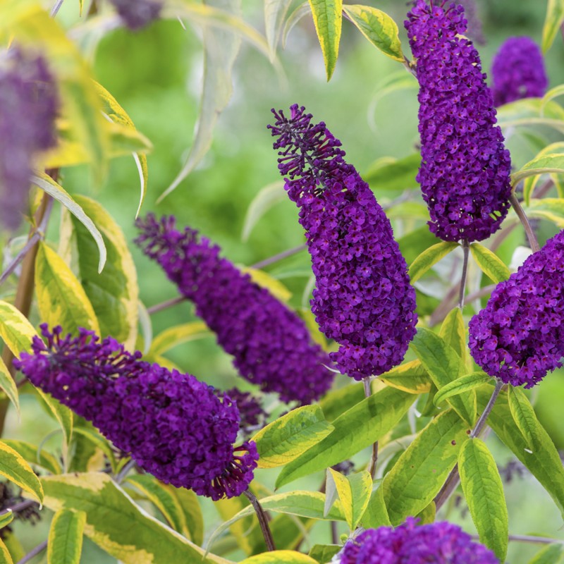 Буддлея Давида бордер Бьюти. Буддлея Давида Buddleja davidii. Декоративные кустарники Буддлея Давида. Цветок Буддлея Давида.