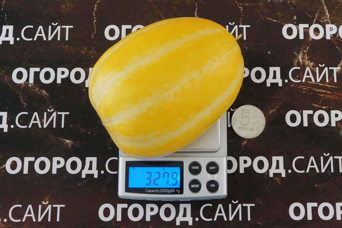 Дыня Шамое: описание и характеристики сорта, особенности посадки и ...