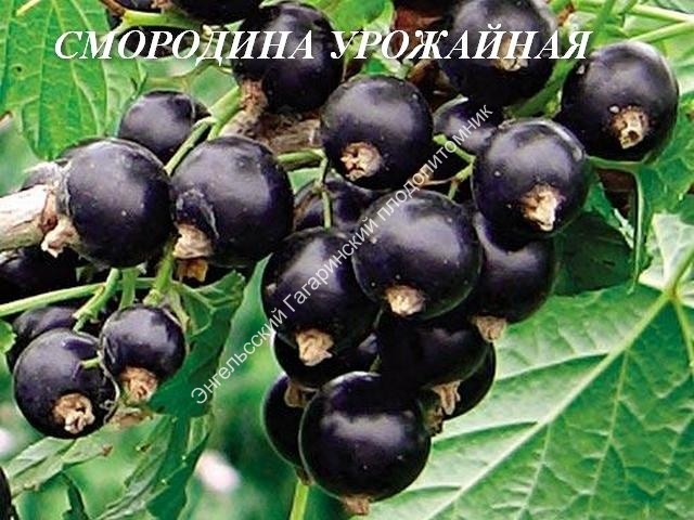 Смородина Урожайная: описание и характеристики сорта, отзывы ...