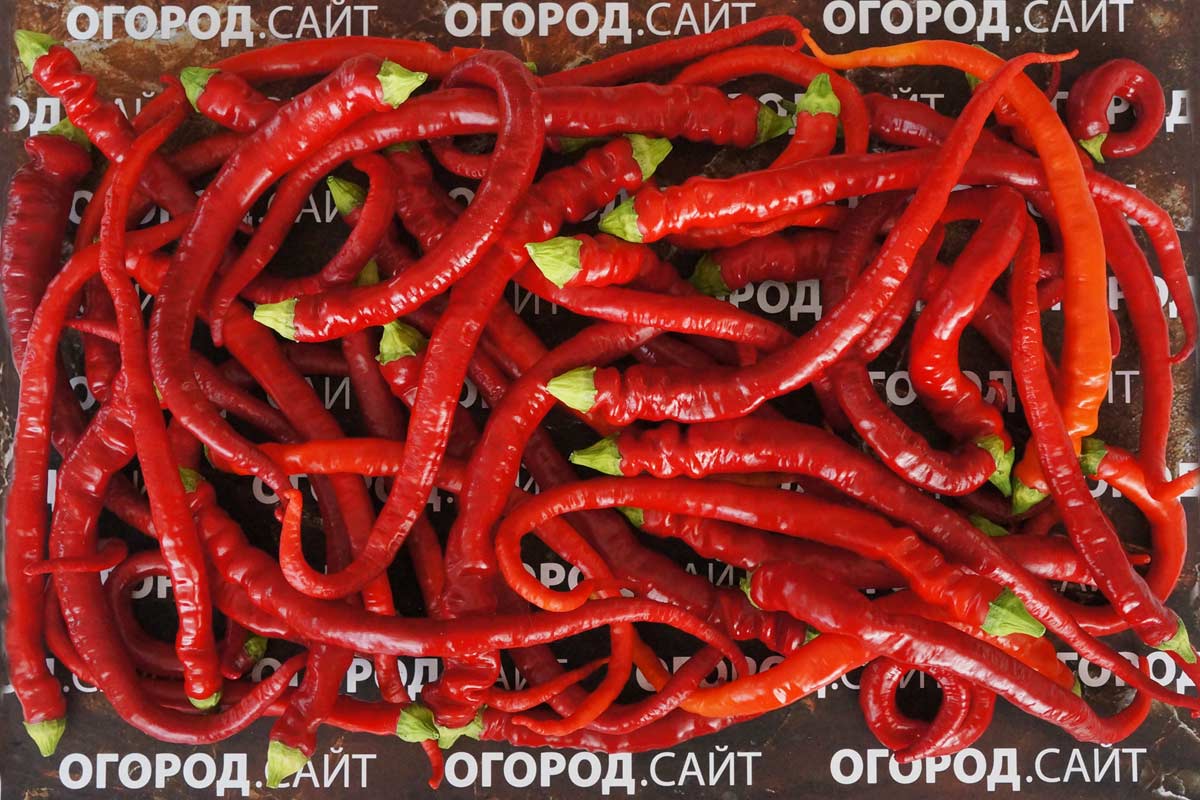 Перец Змейка: описание сорта, характеристика плодов, агротехника ...