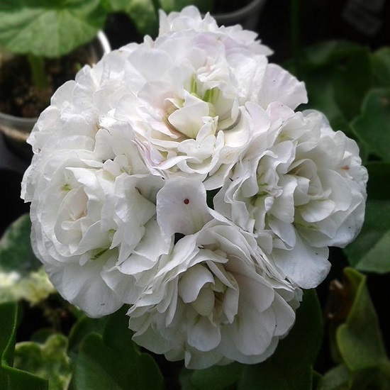 Ice rose пеларгония фото и описание