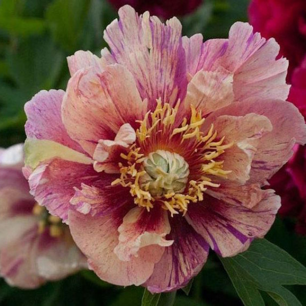 Пион Кэролайн констебль Paeonia Caroline Constabel