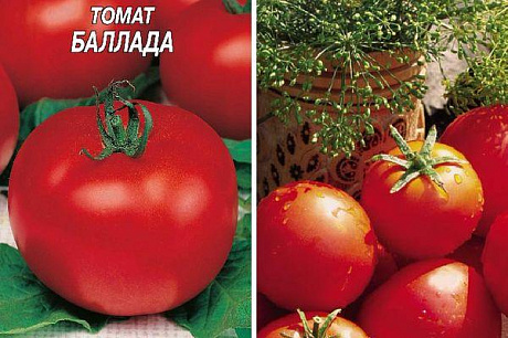 Томат Баллада: описание сорта помидоров, характеристики. Особенности ...