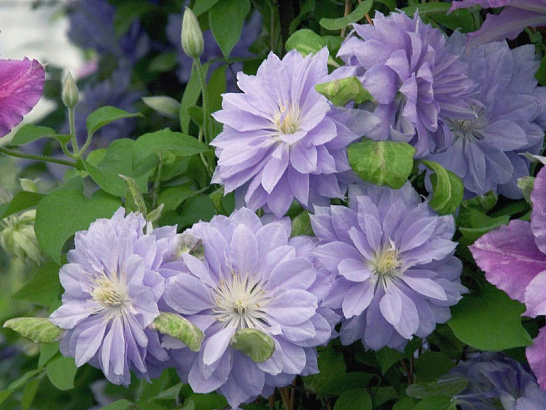 Клематис Денис Дабл: особенности и характеристики сорта, агротехника ...