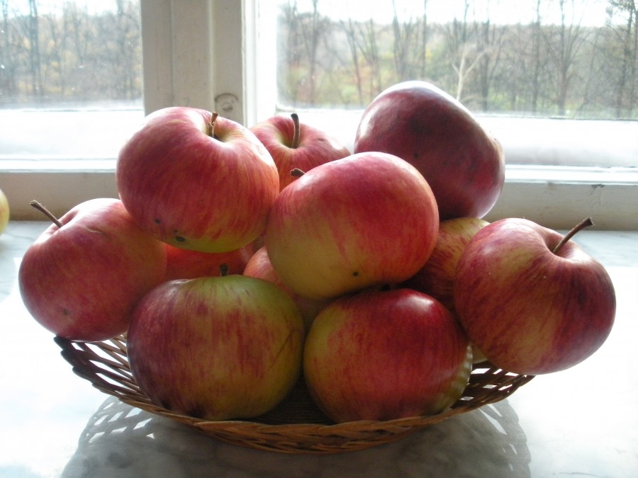 Десертное петрова яблоня описание сорта фото