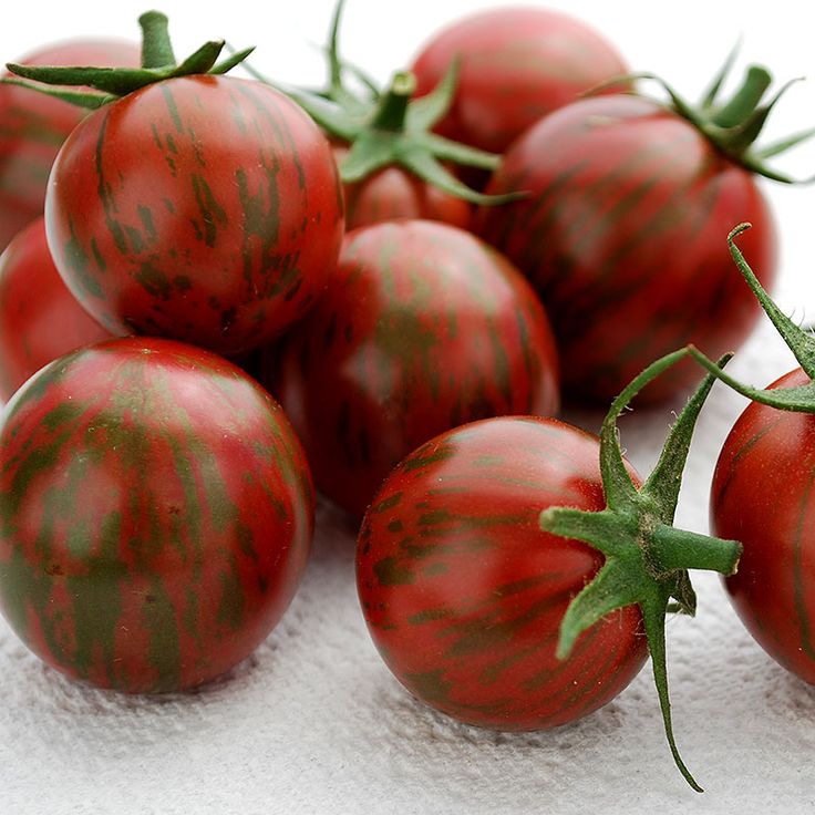 Колибри помидоры описание сорта фото