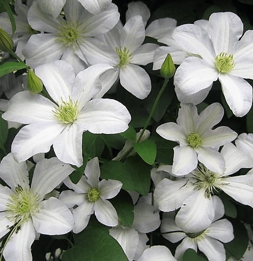 File:Clematis Huldine.jpg - Wikimedia Commons