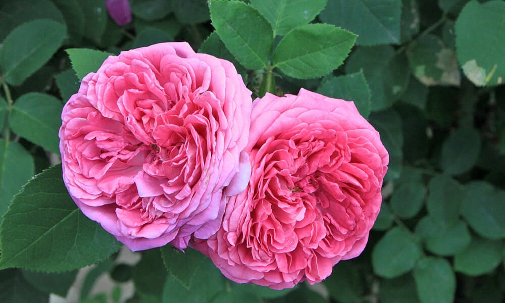 Анданте роза фото и описание