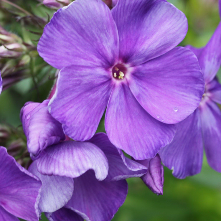 Флокс Кобальт: описание сорта, характеристики, тонкости посадки и ухода ...