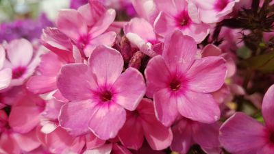 Флокс Колдунья: описание сорта, характеристики, тонкости посадки и ...