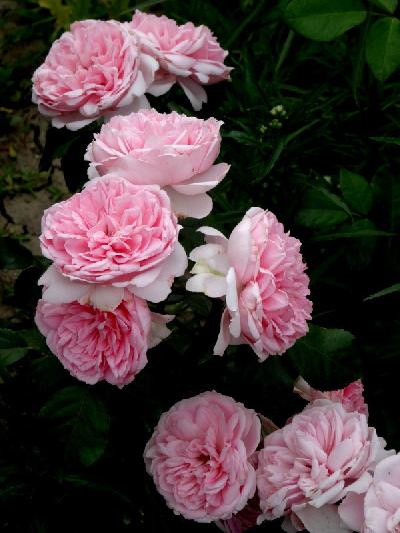 Роза Комтесс де Сегюр: особенности и характеристика сорта, правила ...