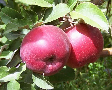 Яблоня Кубанское багряное: описание сорта и характеристики. Когда ...