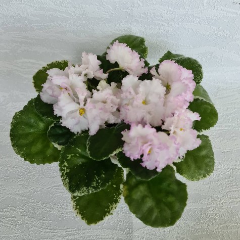 Сенполия (комнатная фиалка) ЛФ-Розовая Голубка: особенности и ...