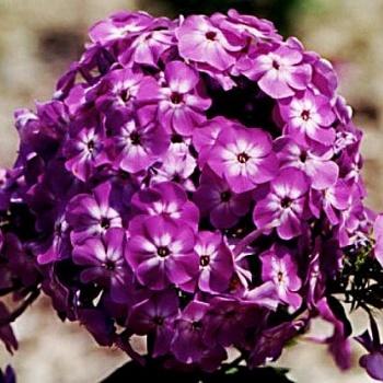 ����������� Body Pharm ������: ����.