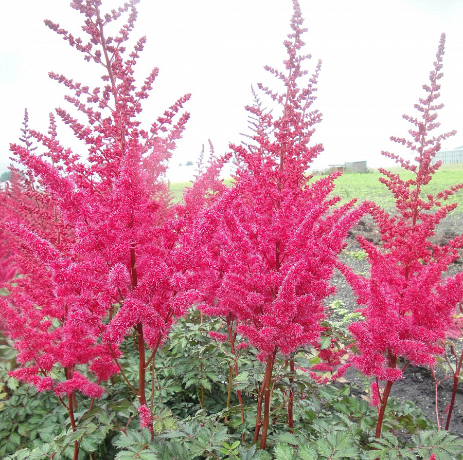 Астильба Майти Ред Куин: описание сорта, характеристики, особенности ...