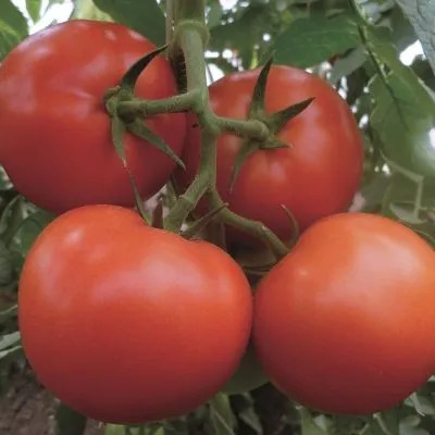 Томат Матиас: описание сорта помидоров, характеристики. Особенности ...