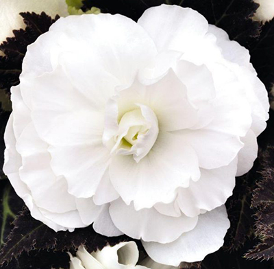 Бегония Мокка Вайт: описание сорта, характеристики, особенности посадки ...