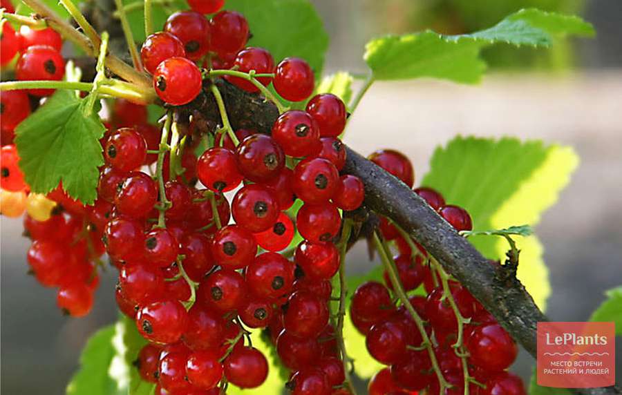 Смородина Нива: описание и характеристики сорта, отзывы, особенности ...