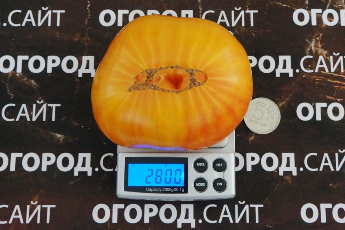 Томат Олимпийский огонь: описание сорта помидоров, характеристики ...