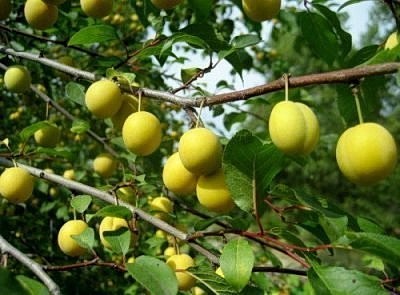 Алыча Павловская желтая: описание и характеристики сорта, особенности ...