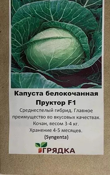 Капуста Пруктор: описание и характеристики сорта, особенности ...