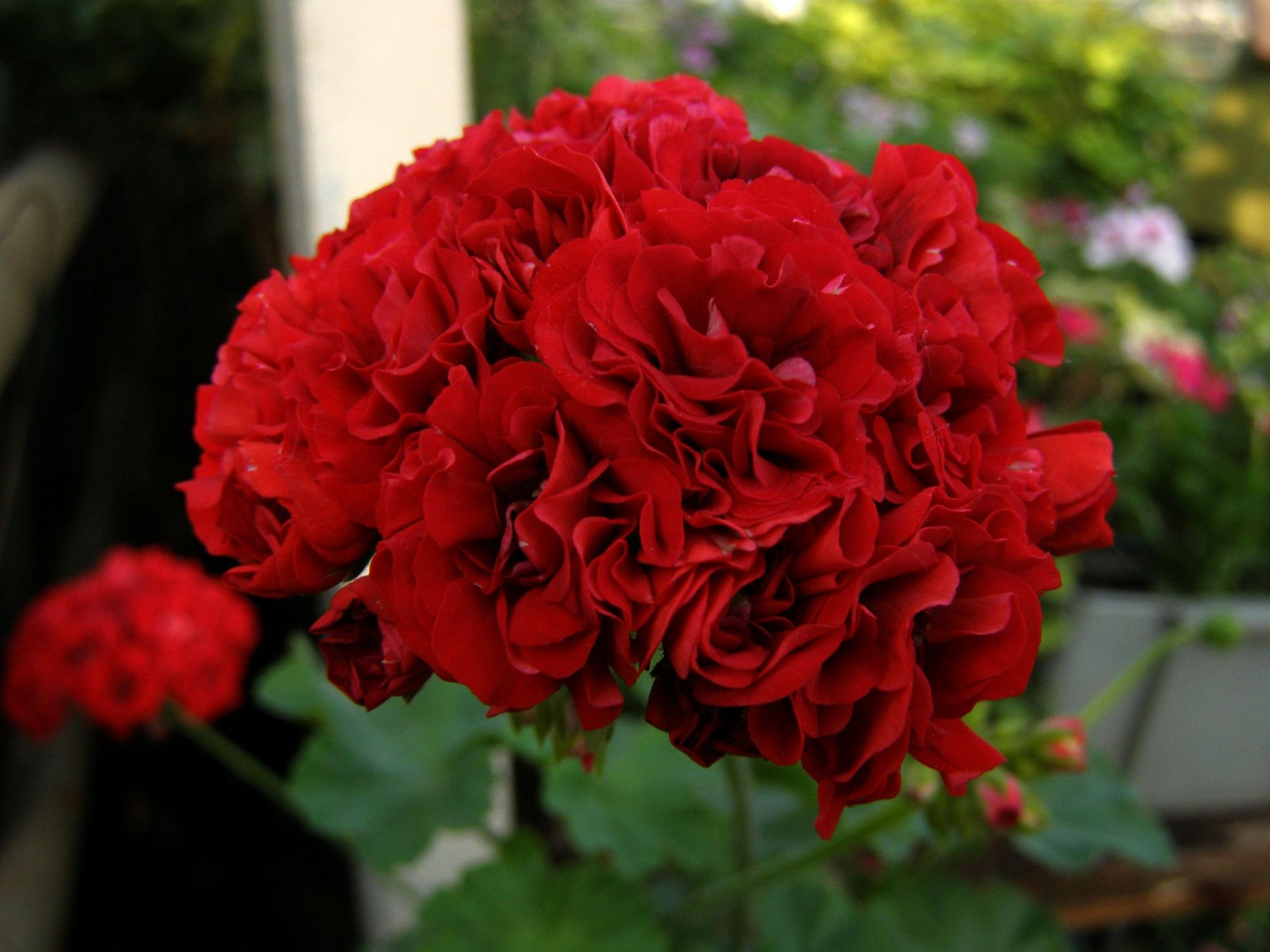 Пеларгония red rambler фото и описание