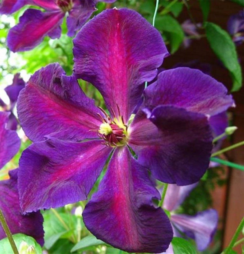 Клематис Тучка: особенности и характеристики сорта, агротехника посадки ...